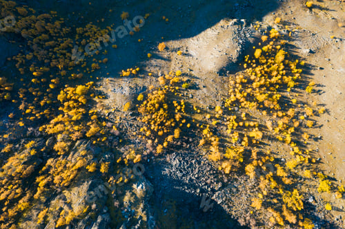 Preview: Yellow Larches on Mountain Slope in Autumn. Aerial Vertical Top-Down View. Altai, Russia