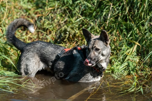 Preview: Thirsty dog with leash standing half in water.