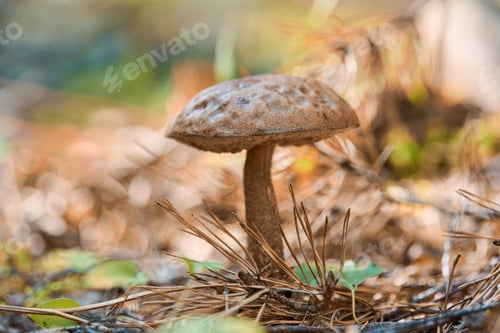 Preview: Leccinum versipelle mushroom in autumn forest. Orange birch bolete. Edible healthy meal.