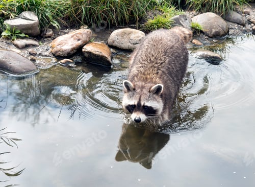 Preview: raccoon walking in the green grass