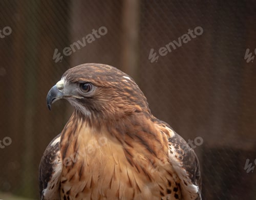 Preview: Closeup of a red-tailed hawk in its natural habitat