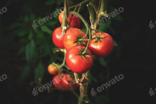 Preview: Red tomatoes growing on vine, closeup