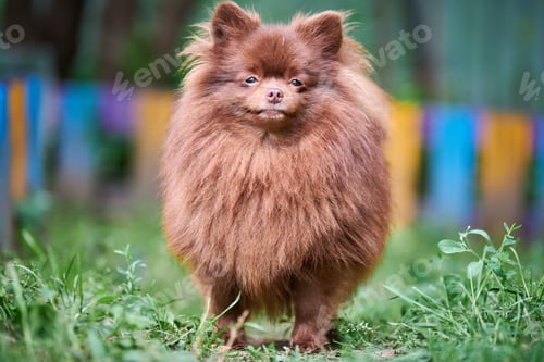 Preview: Pomeranian Spitz brown dog in garden