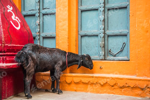 Preview: Goat on the streets of Varanasi, Uttar Pradesh, India