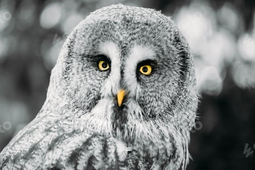 Preview: Great Grey Owl Or Great Gray Owl - Strix Nebulosa. Wild Bird. Cl