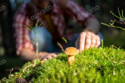 Preview: Interested Man with hands picking edible mushroom in moss in autumn forest, hiker in woodland.