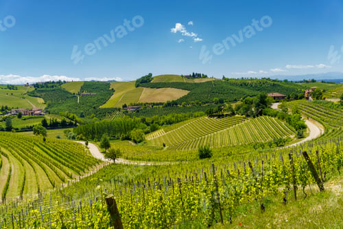 Preview: Vineyards of Langhe, Piedmont, Italy at May