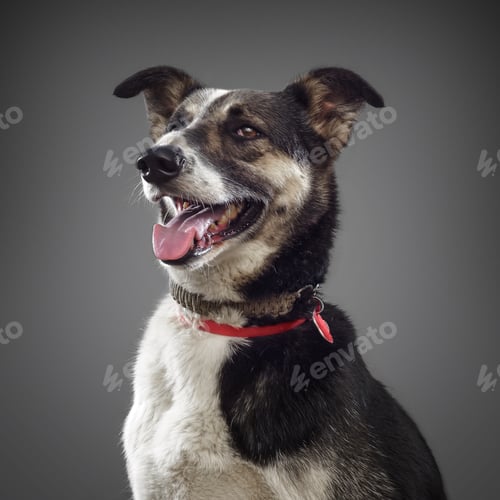 Preview: cute funny dog is the symbol of 2018, stuck out his tongue and smiles, posing on grey background