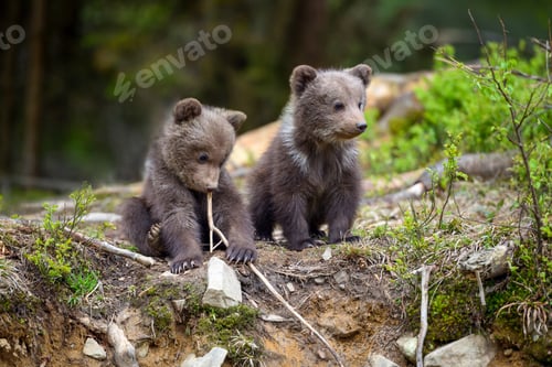 Preview: Two little brown bear cub are playing in summer forest