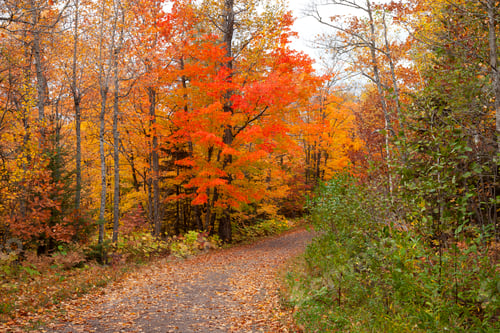 Preview: Maple tree in brilliant red foliage along a trail in northern Minnesota