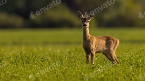 Preview: Young roe deer looking to the camera on grass in sunlight