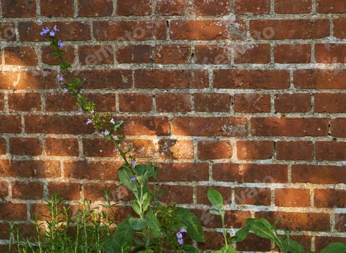 Preview: From the herb garden