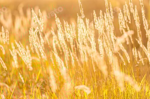 Preview: Ripe spikelets in wheat field