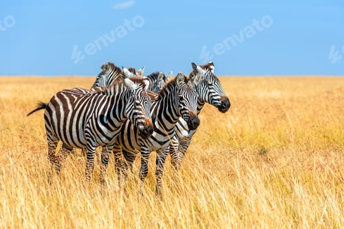 Preview: Zebra on grassland in Africa
