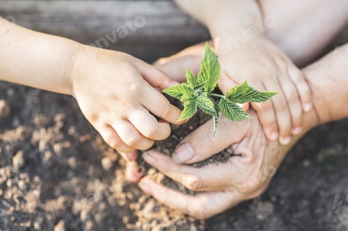 Preview: Child and seniora hands together hold green plant and soil for
gardening sunny day