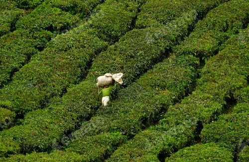 Preview: Carrying bag of tea leaves minimalism