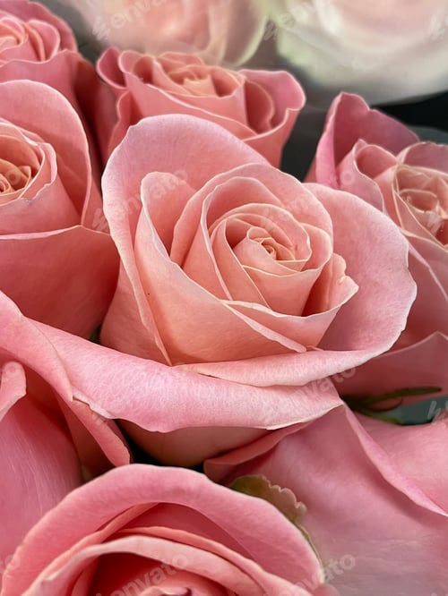 Preview: Roses