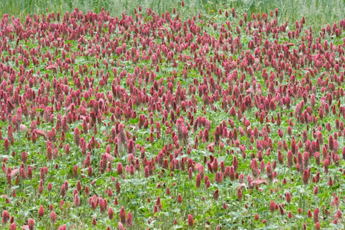 Preview: Vibrant Red Flowers Blooming in a Lush Green Field