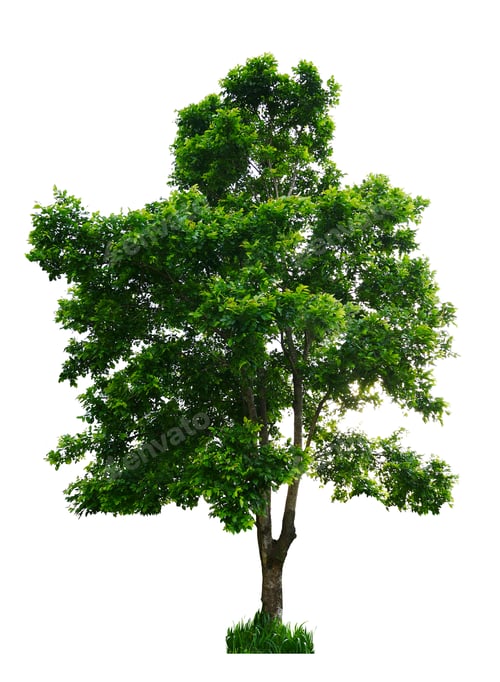 Preview: Tree isolated on white background.