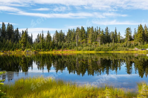 Preview: Lake in the forest