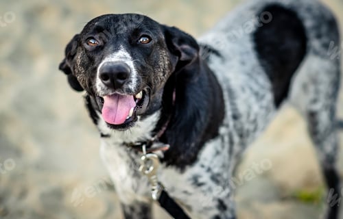 Preview: White-gray and black dog walking