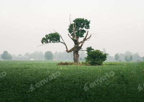 Preview: Crooked and withered tree surrounded by fog on a misty morning