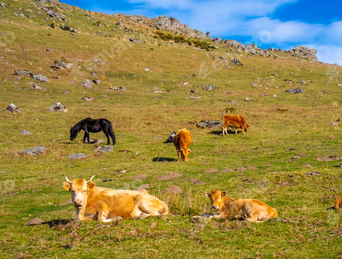 Preview: Free cows resting in the grass above on top of Mount Adarra in Guipuzcoa. Basque Country