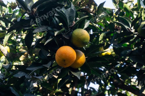 Preview: Oranges