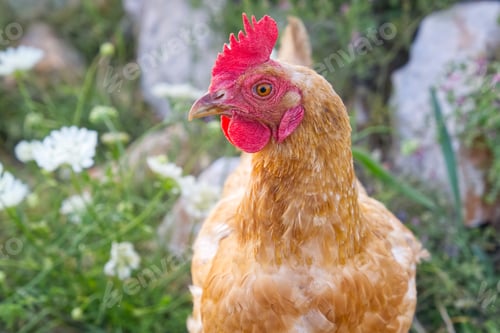 Preview: Happy hen in the organic chicken farm Eco farming. A close up look of healthy Chicken or hen.