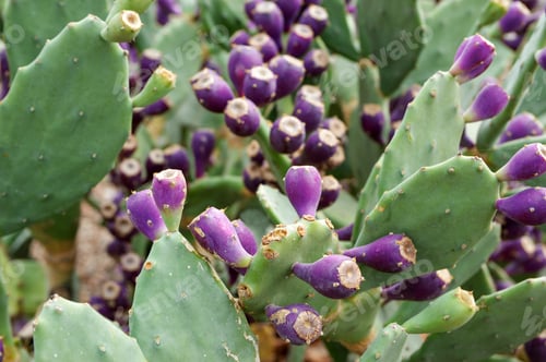 Preview: Prickly pear cactus plant