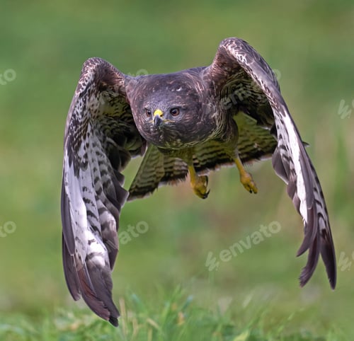 Preview: Common buzzard (Buteo buteo)