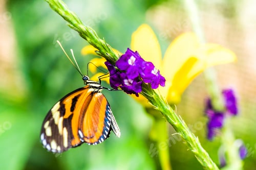 Preview: Butterfly, Arenal Volcano area, Alajuela, Costa Rica, Central America