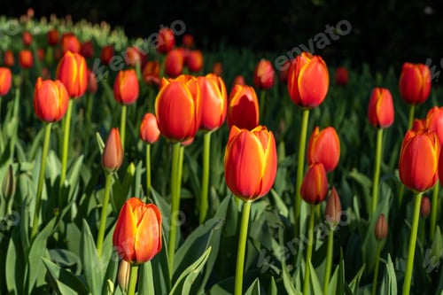 Preview: Tulipa kaufmanniana tulips grown in the garden on a sunny day