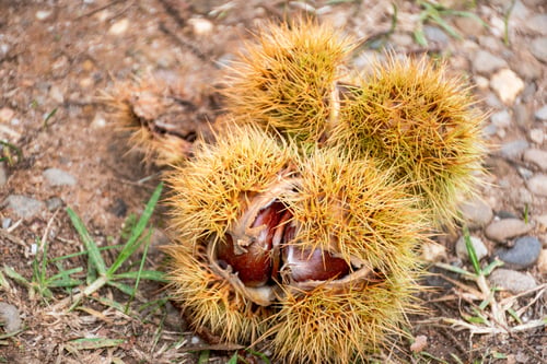 Preview: Fallen ripe sweet chestnuts in an open shell lying on the ground. Castanea sativa edible chestnuts
