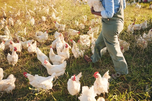 Preview: Chicken farmer, person walking and field with flock, outdoor and organic product with sustainable c