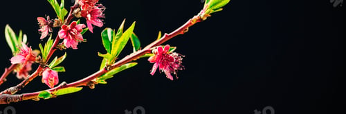 Preview: Spring blossom