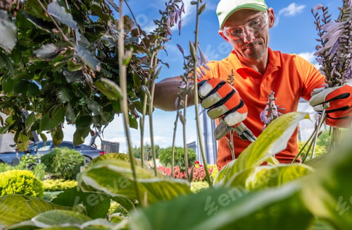 Preview: Professional Garden Worker Pruning Garden Plants