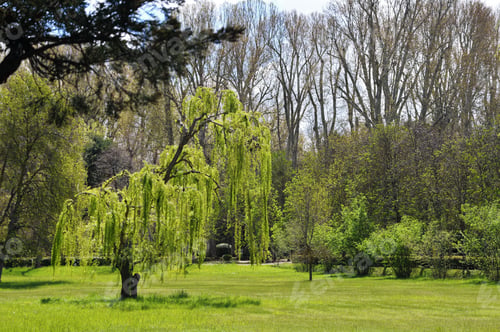 Preview: Serene park with a lone willow tree.