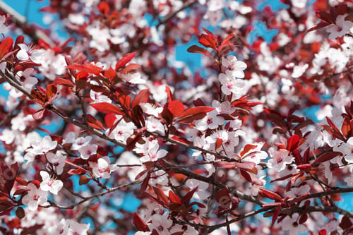 Preview: tree branch with buds background