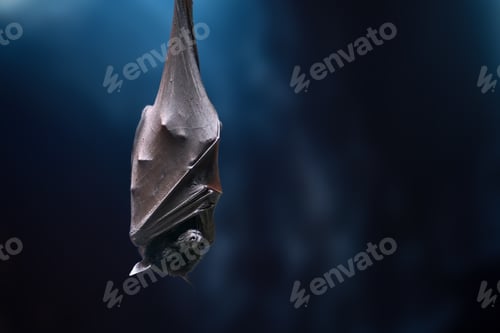 Preview: Large Flying Fox (Pteropus vampyrus) sleeping upside down