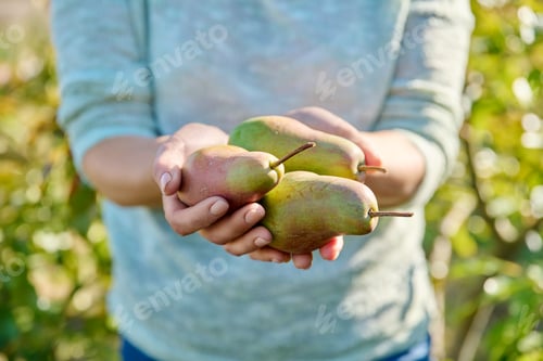 Preview: Close-up fresh ripe pears in woman hands, outdoor