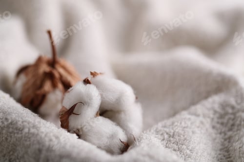 Preview: Cotton flower