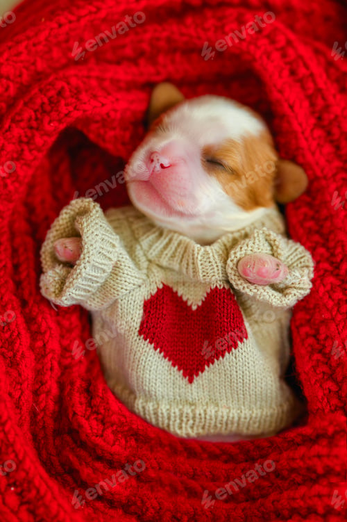 Preview: little cute newborn cavalier king charles spaniel puppy wrapped in scarf