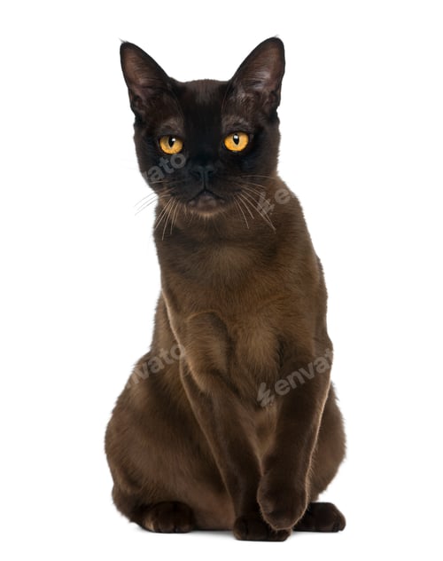 Preview: Bombay cat sitting and looking at the camera, isolated on white