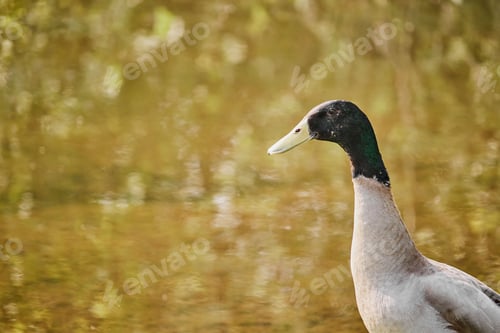 Preview: Closeup of the Indian runner duck, Anas platyrhynchos domesticus.