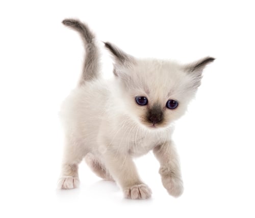Preview: birman kitten in studio