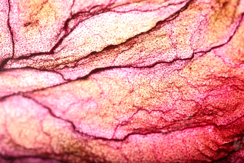 Preview: Dry Leaf Texture Abstract Background
