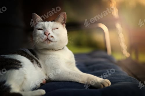 Preview: Relaxing Cat Enjoying the Sunlight Outdoors