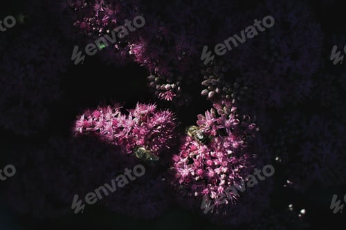 Preview: Shadow on pink flowers