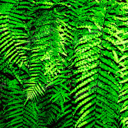 Preview: Greenery background. Tropics. Minimal design